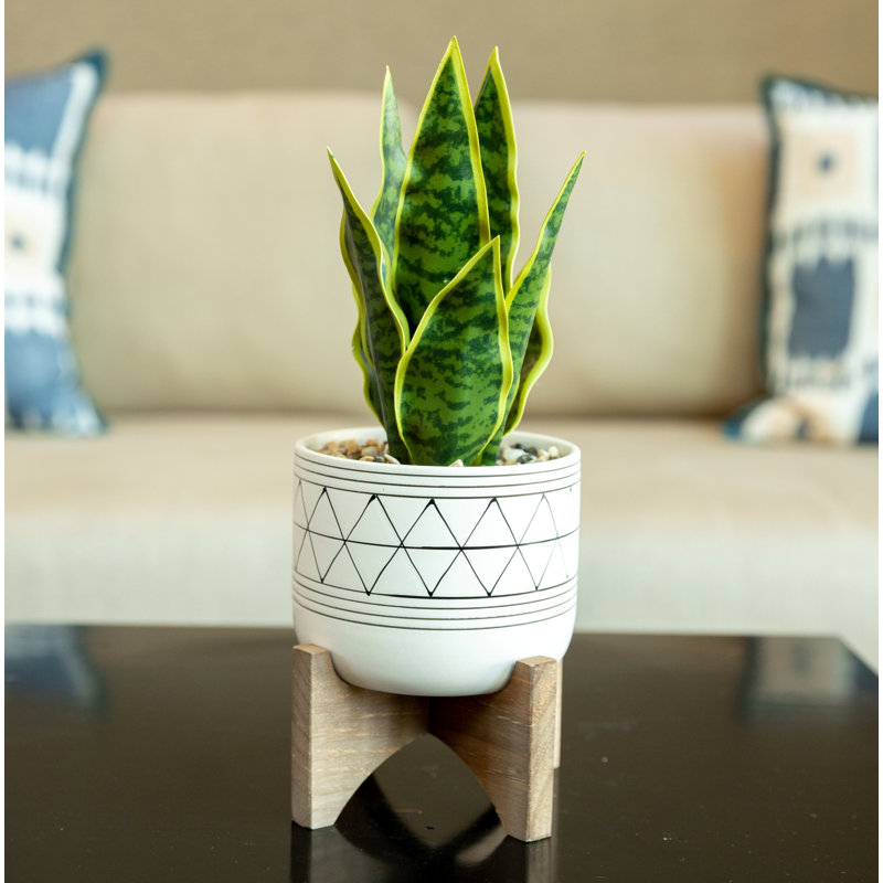Primrue 5'' Artificial Snake Plant in Planter & Reviews Wayfair